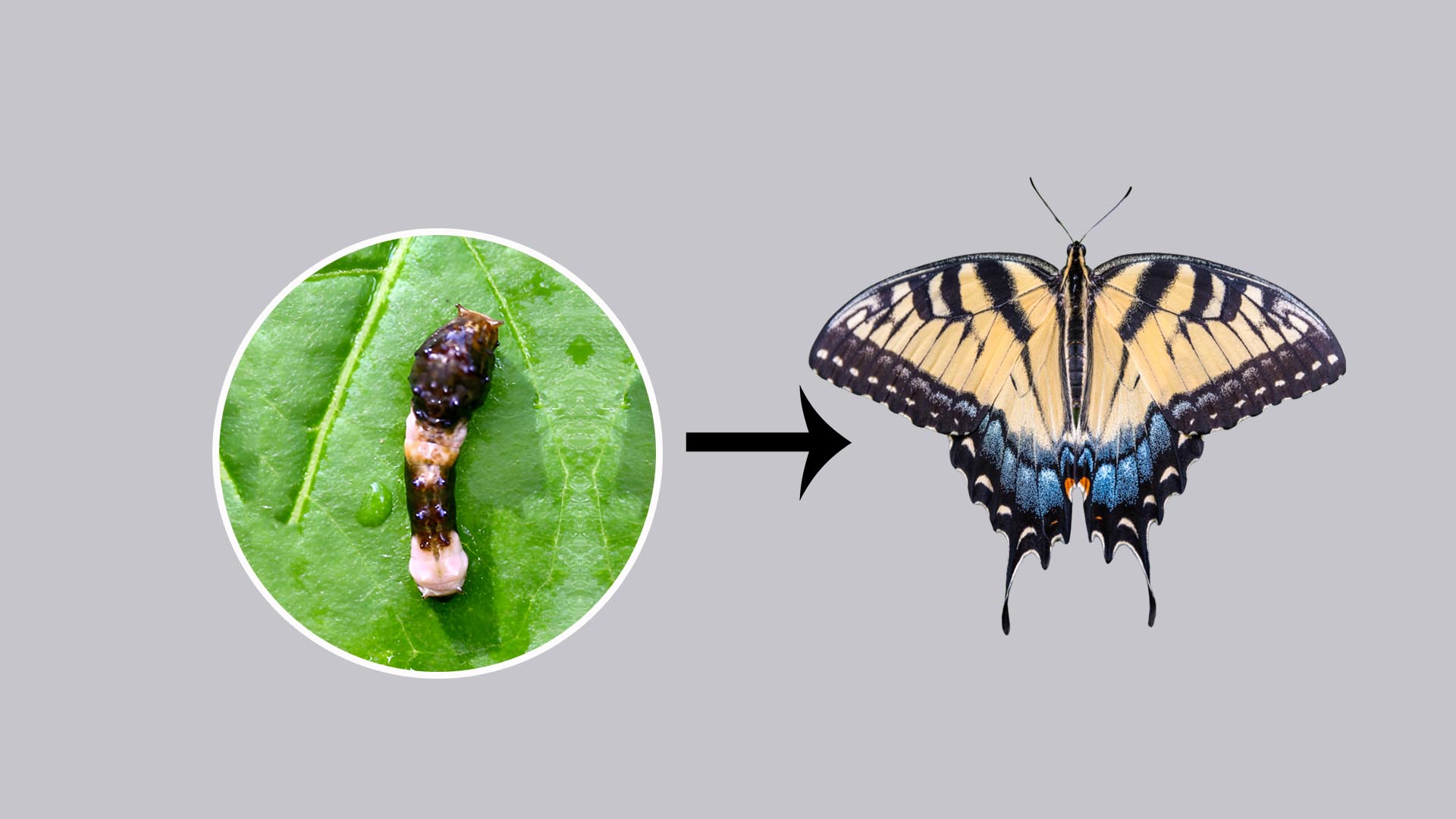 Giant Swallowtail Butterflies Life Cycle with Caterpillar Stages