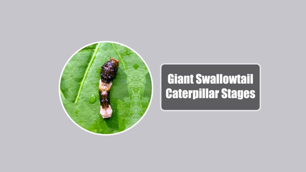 Giant Swallowtail Caterpillar Stages