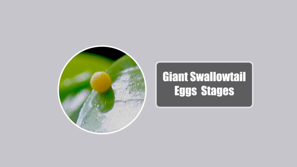 Giant Swallowtail Eggs Stage
