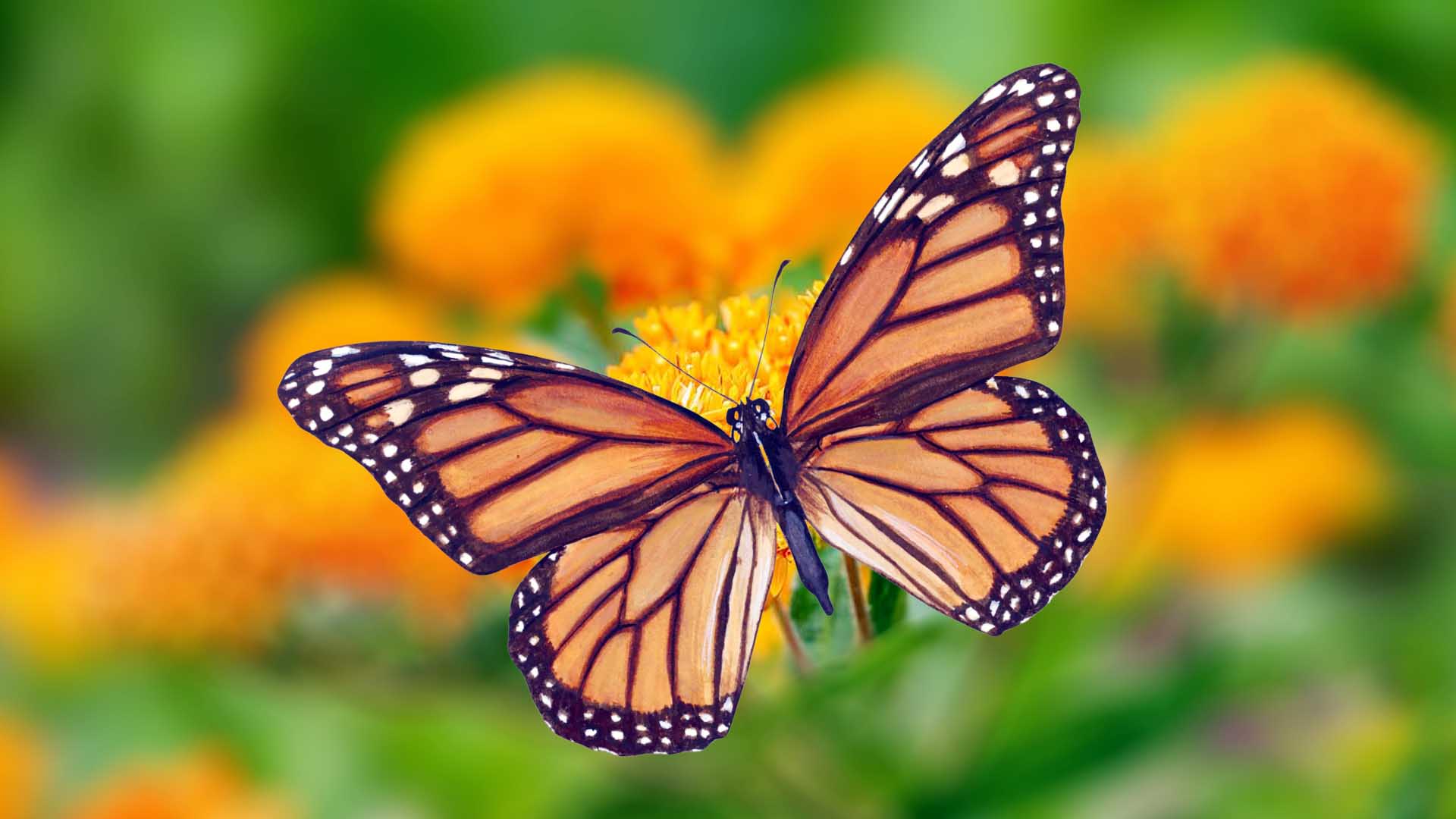 How Many Species Of Butterflies Are There in The World?