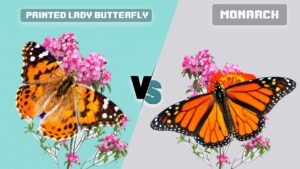 Painted Lady Butterfly vs Monarch