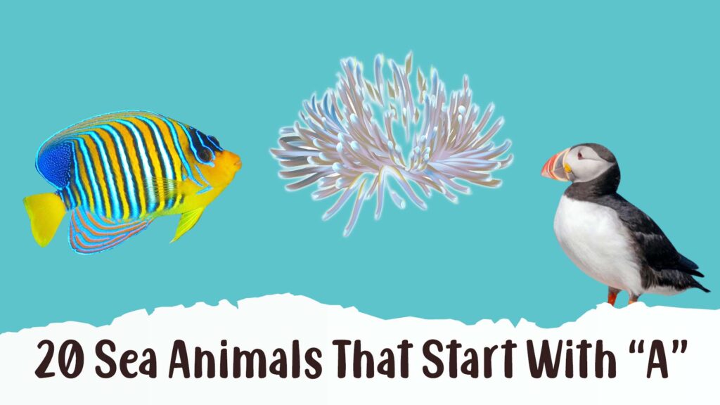 Sea Animals That Start With A 