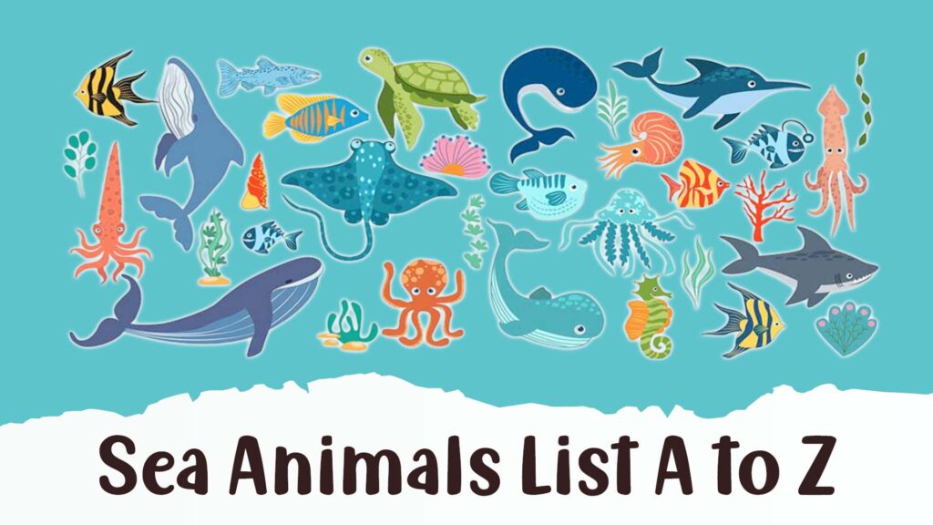 Sea Animals That Start With A to Z