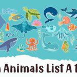 Sea Animals That Start With A to Z