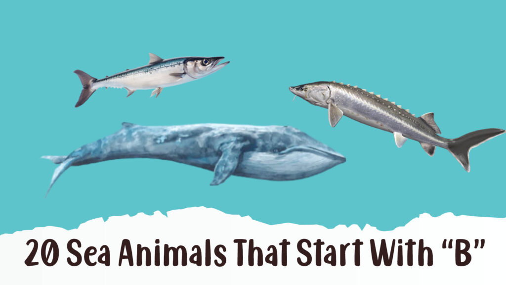 Sea Animals That Start With B