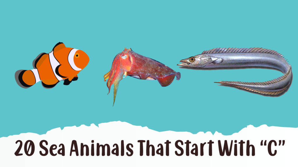 Sea Animals That Start With C