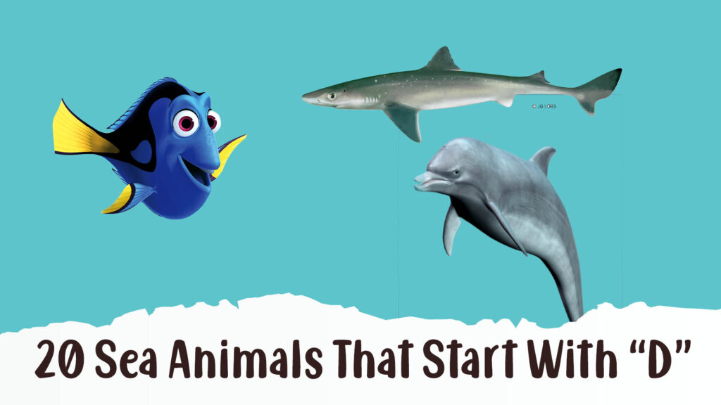 Sea Animals That Start With D