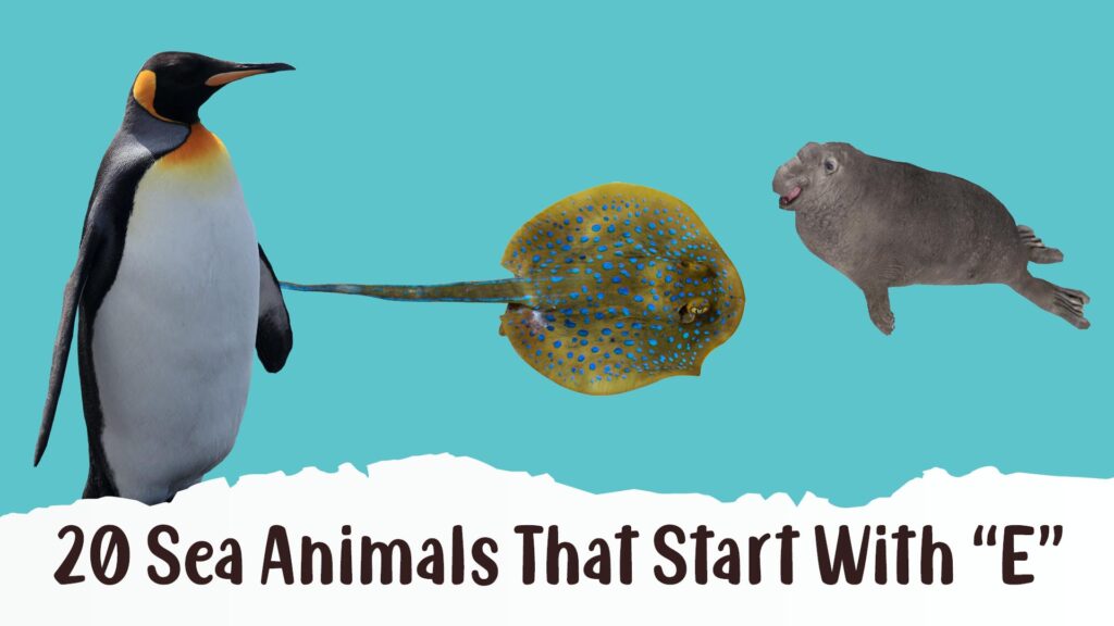 Sea Animals That Start With E