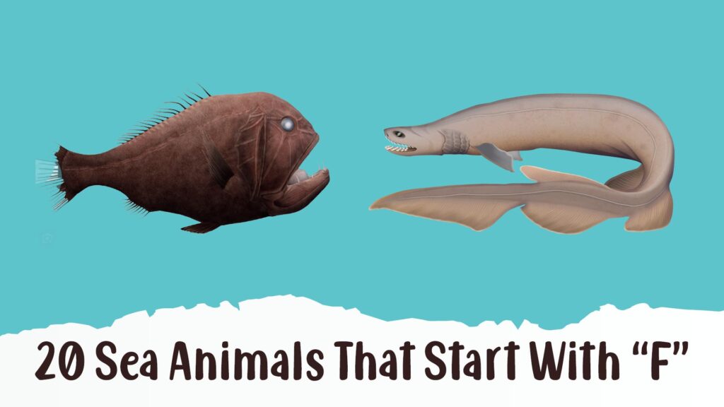 Sea Animals That Start With F