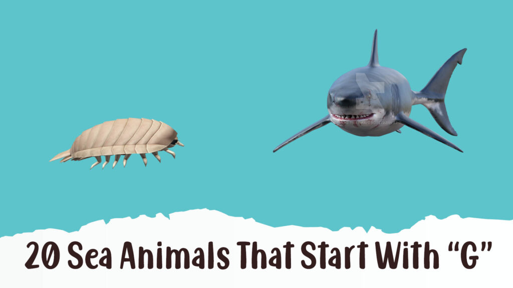  Sea Animals That Start With G