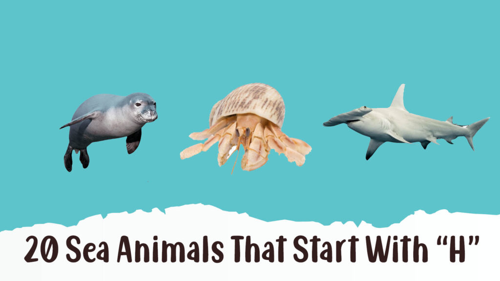 Sea Animals That Start With H