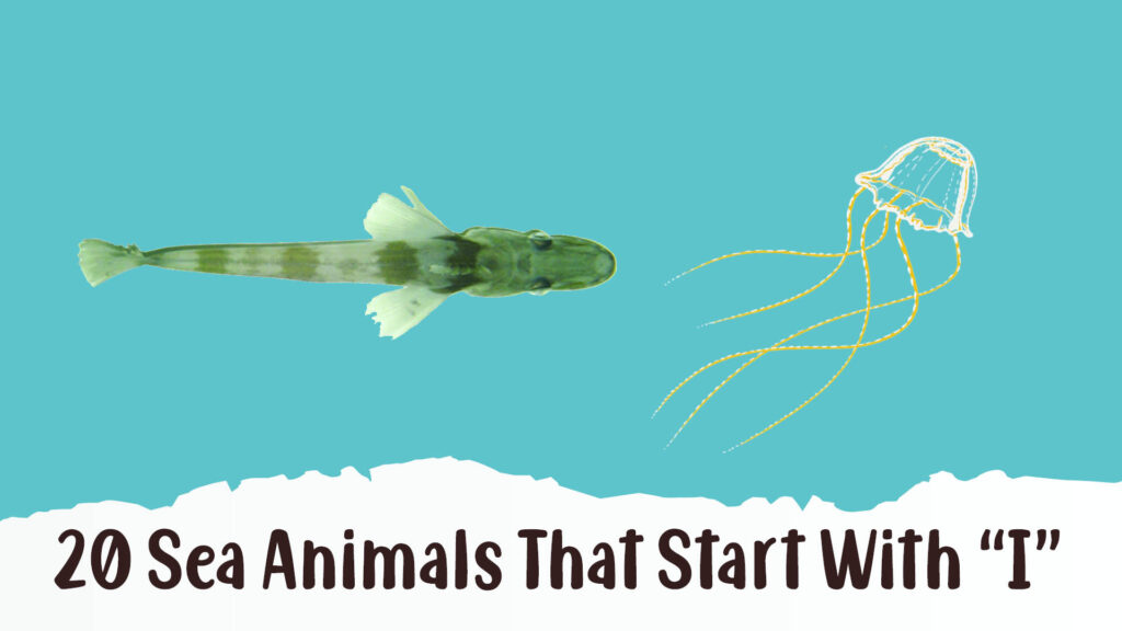 Sea Animals That Start With I