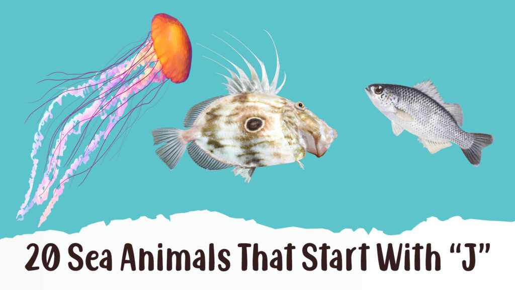 20 Sea Animals That Start With J