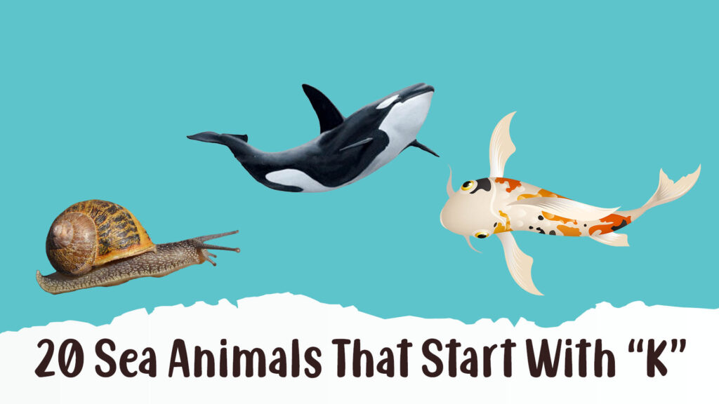 Sea Animals That Start With K