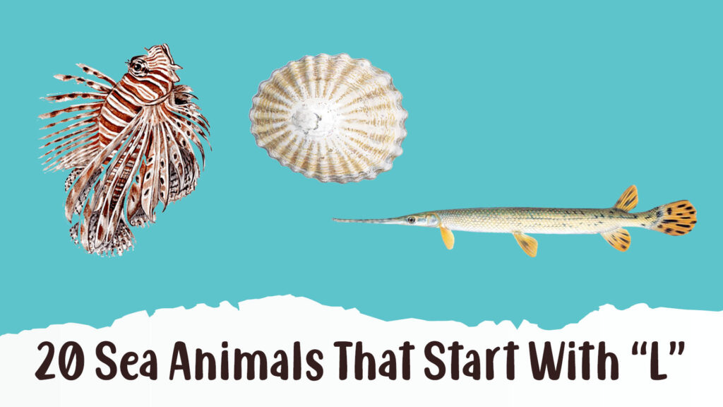 20 Sea Animals That Start With L