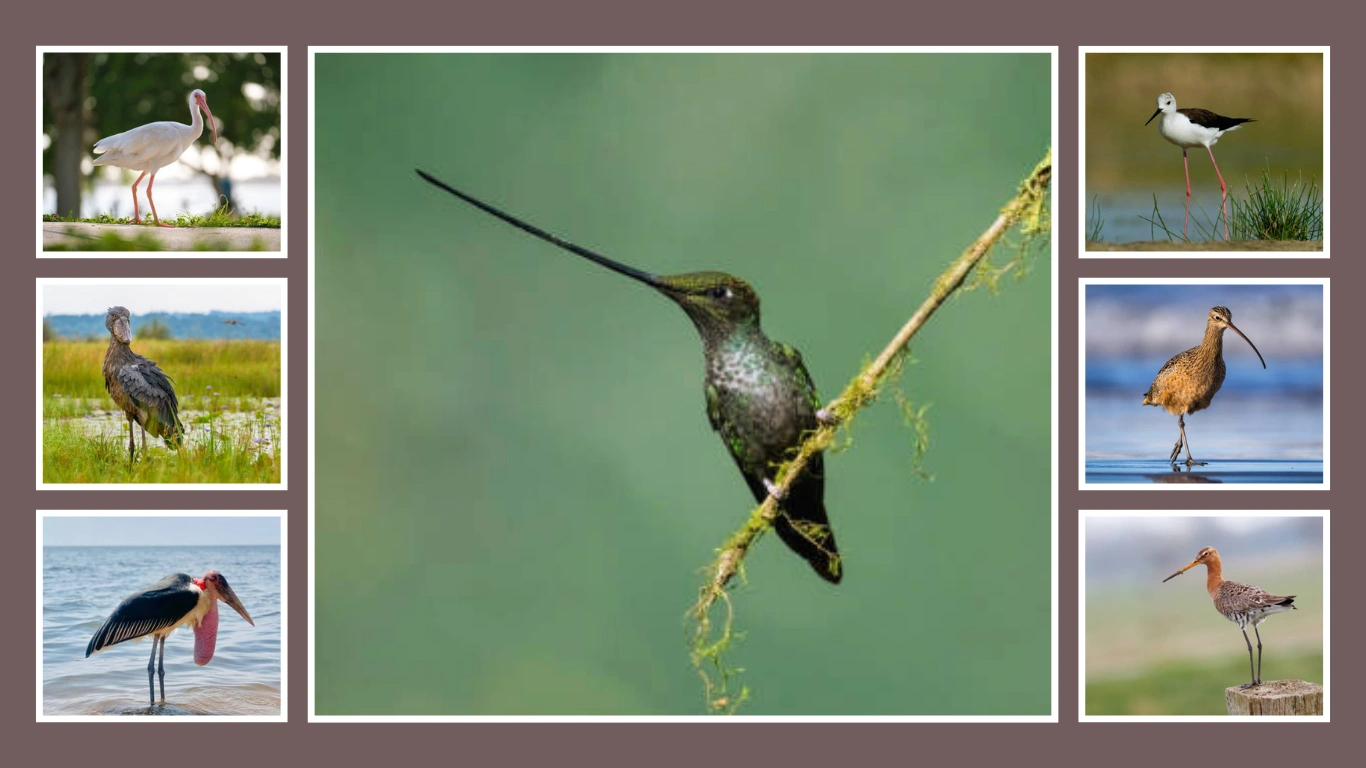20 Birds with long beaks