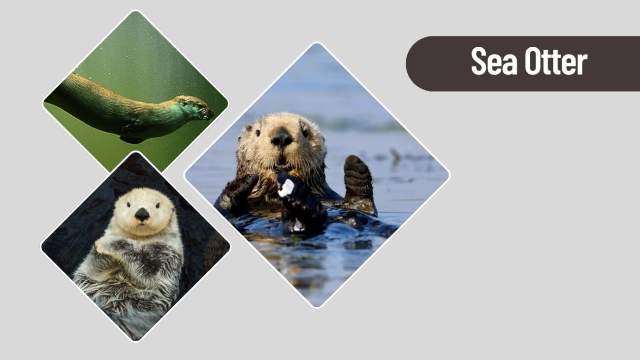 Sea Otter