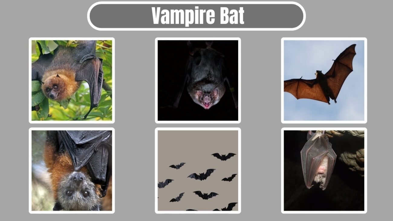 Vampire Bat