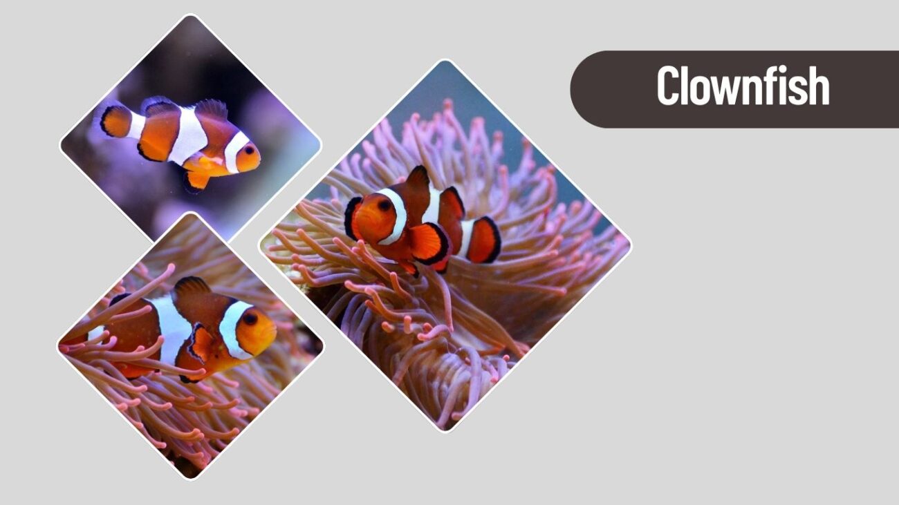 Clownfish