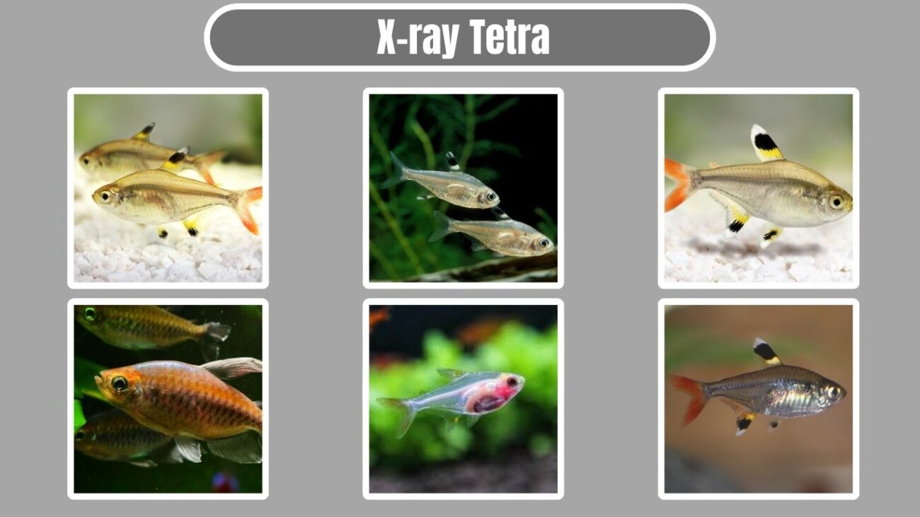 X-ray Tetra