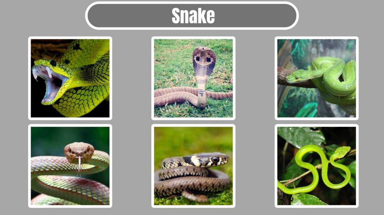 Snake