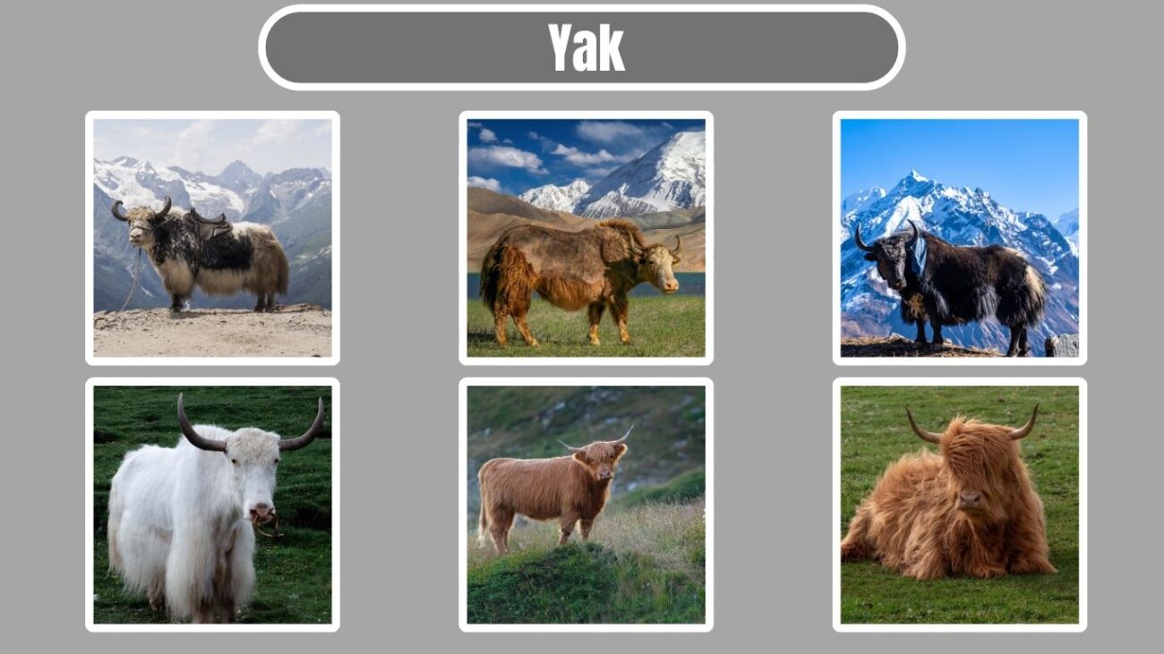 Yak