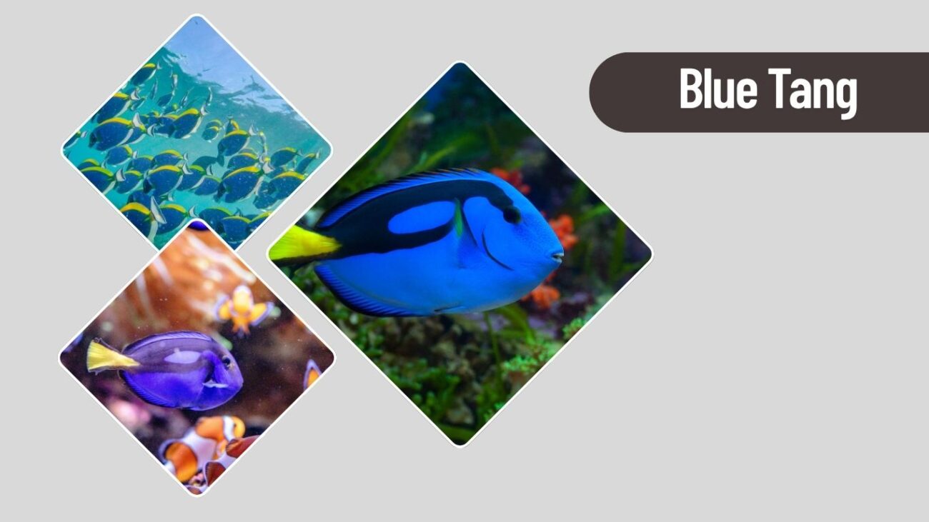 Blue Tang