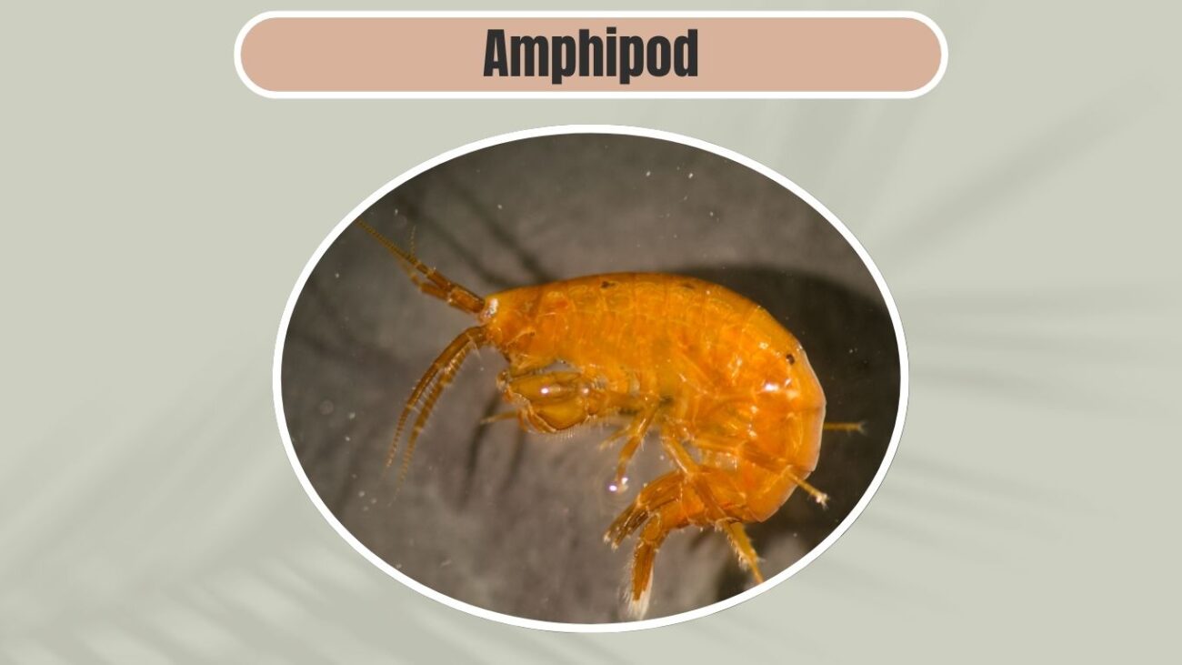 Amphipod