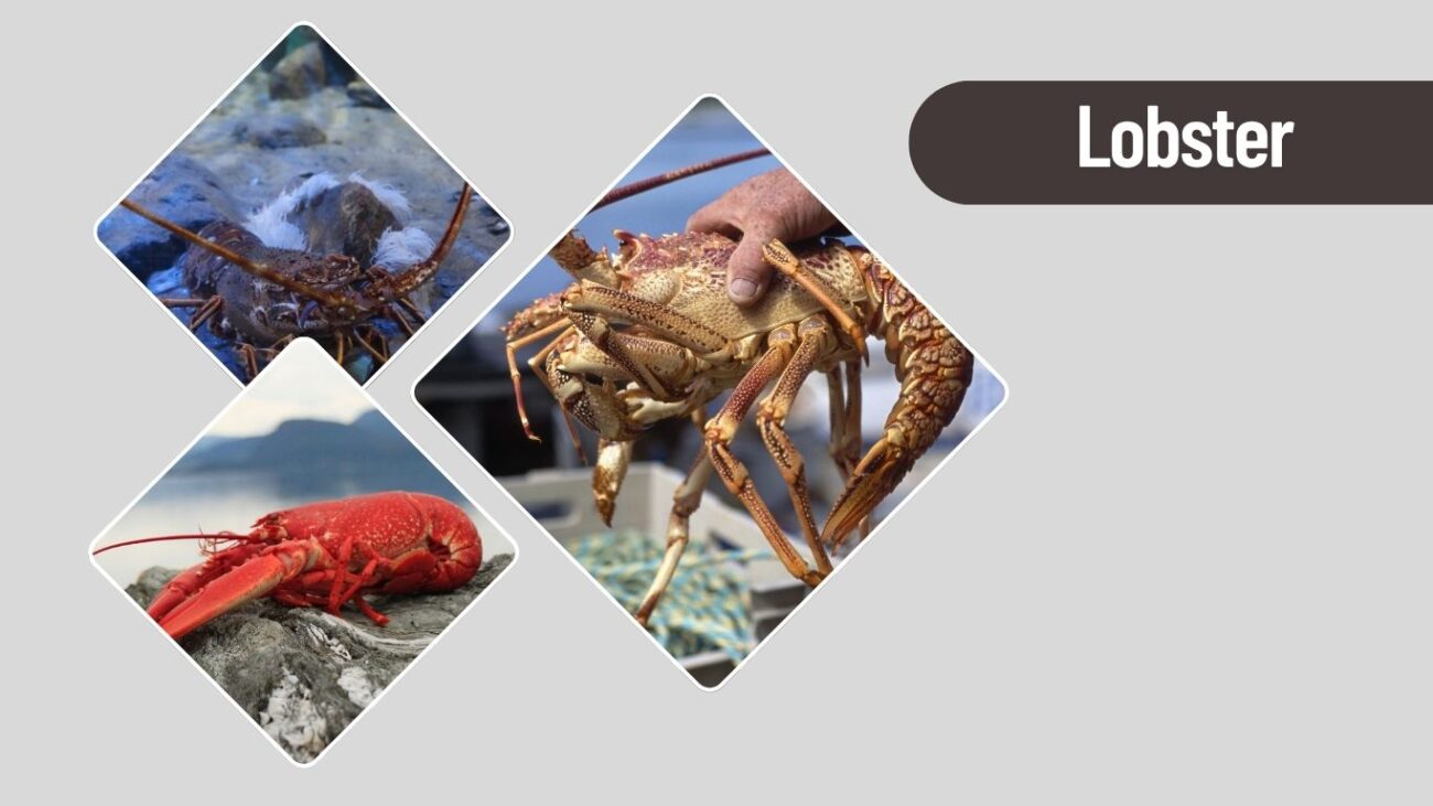 Lobster
