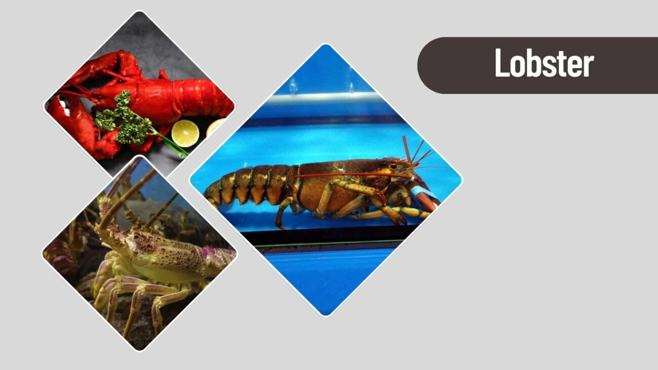Lobster
