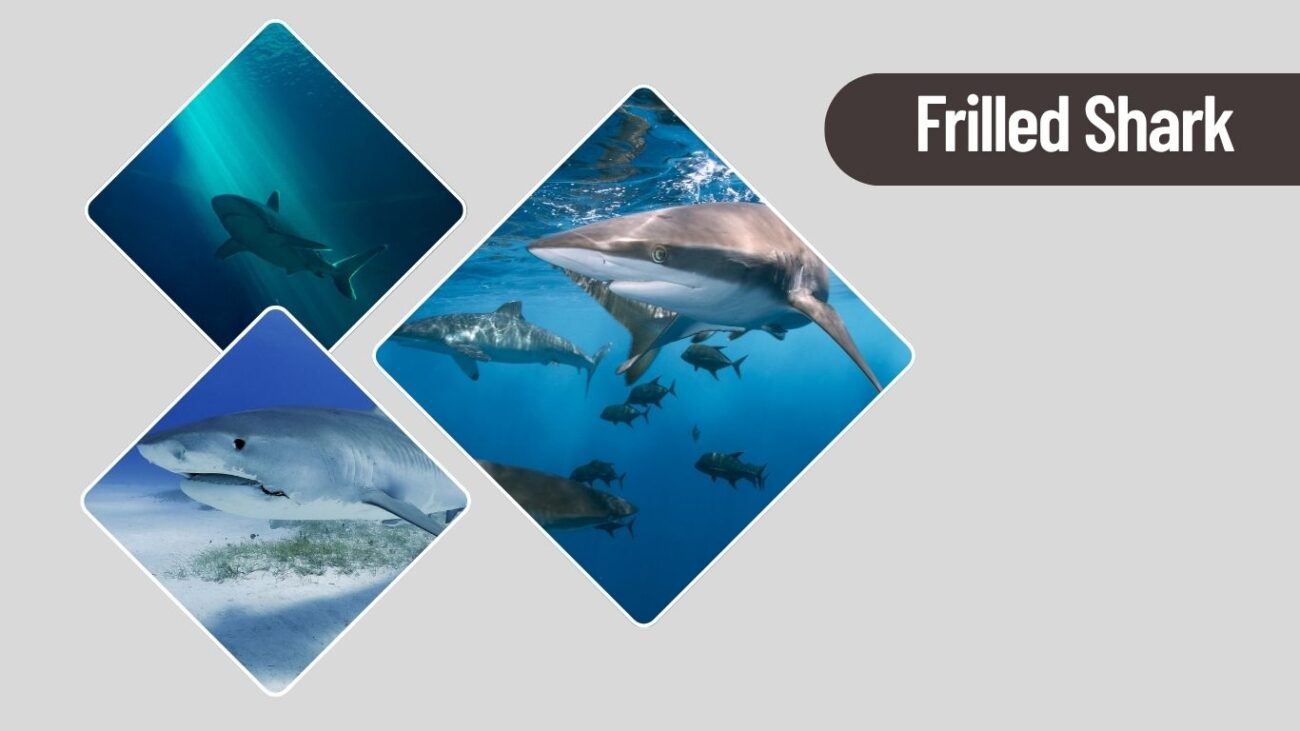 Frilled Shark