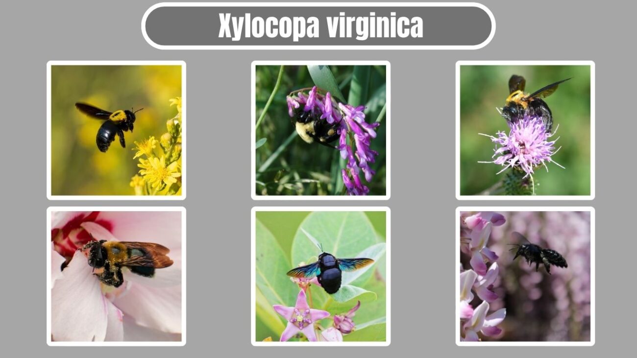 Xylocopa virginica