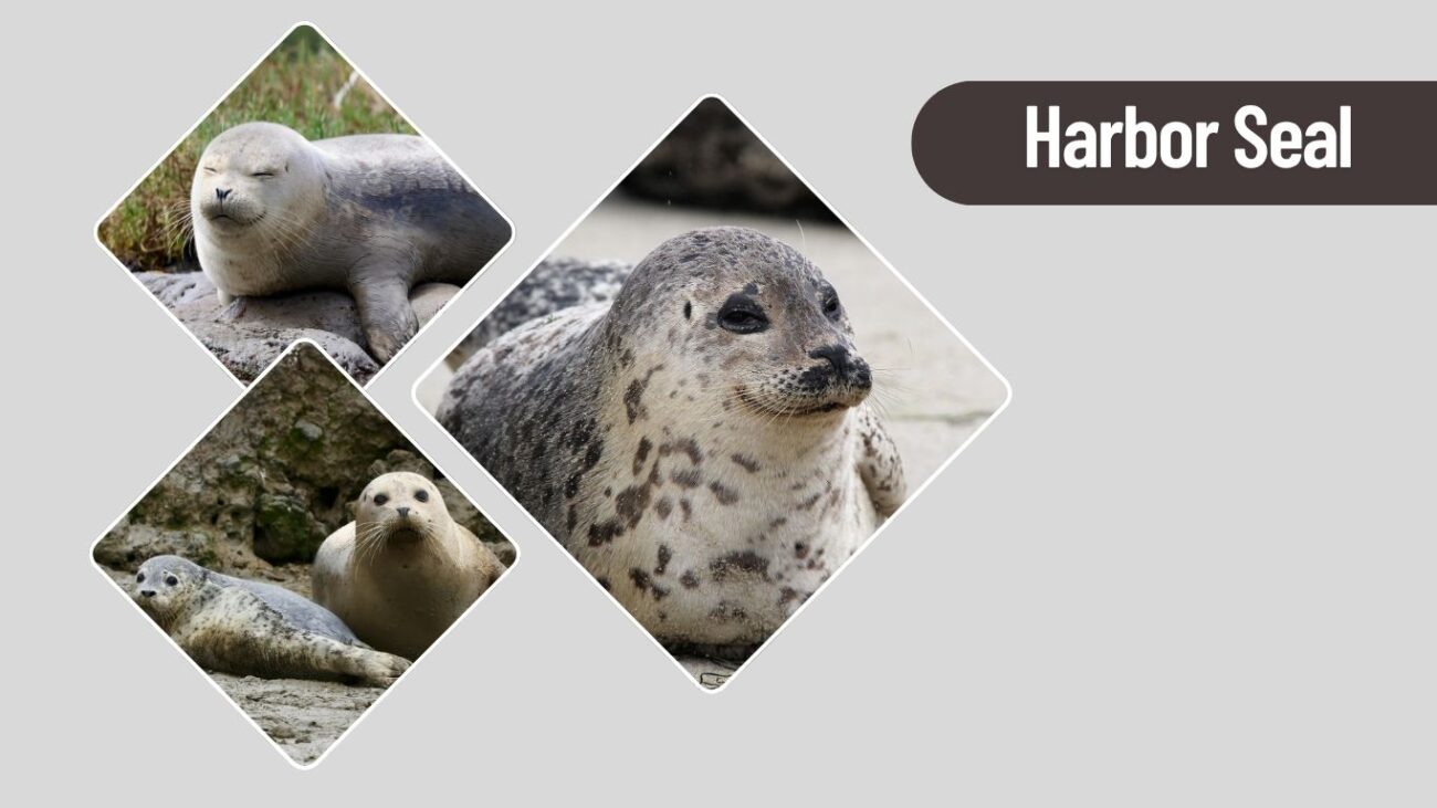 Harbor Seal