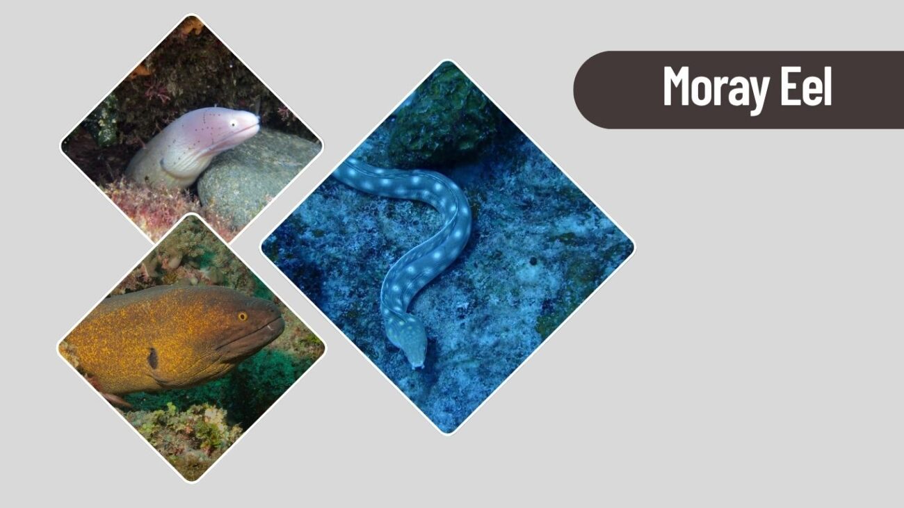 Moray Eel