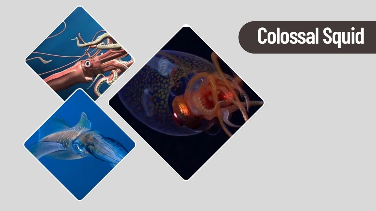 Colossal Squid