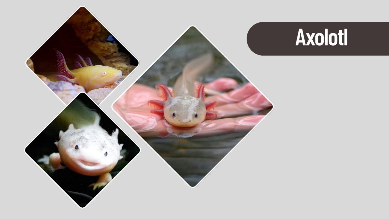 Axolotl