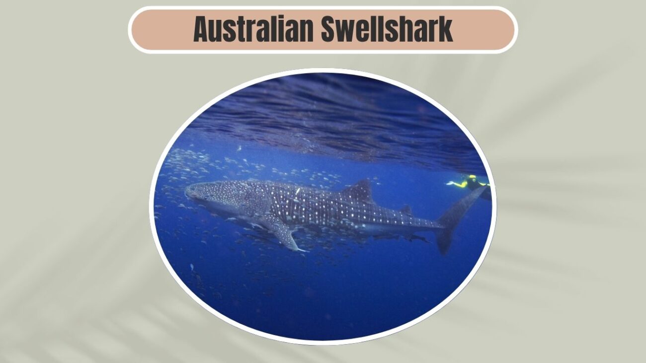 Australian Swellshark