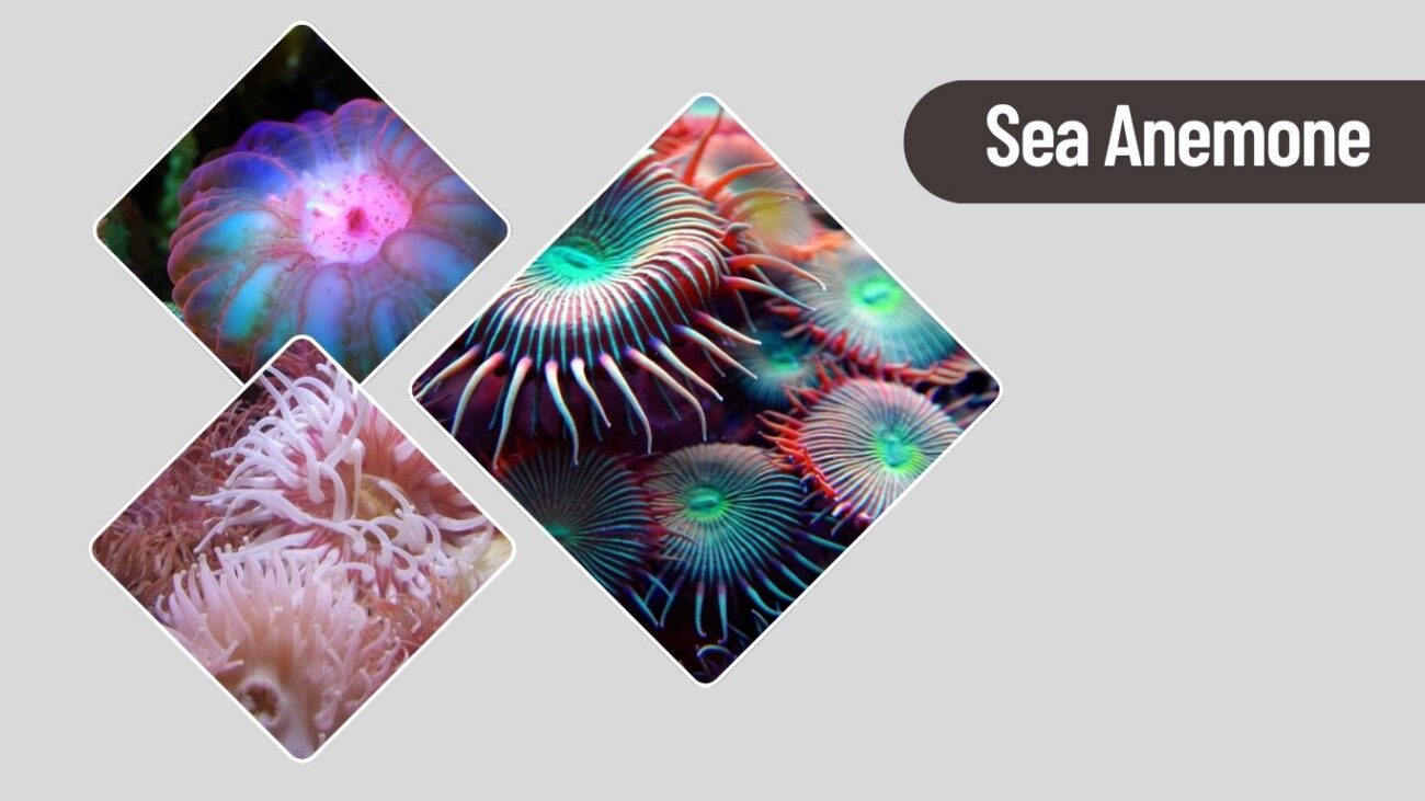 Sea Anemone