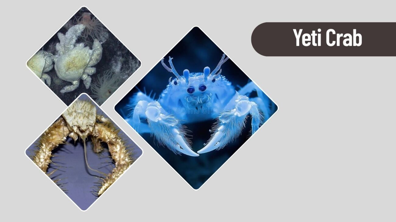 Yeti Crab