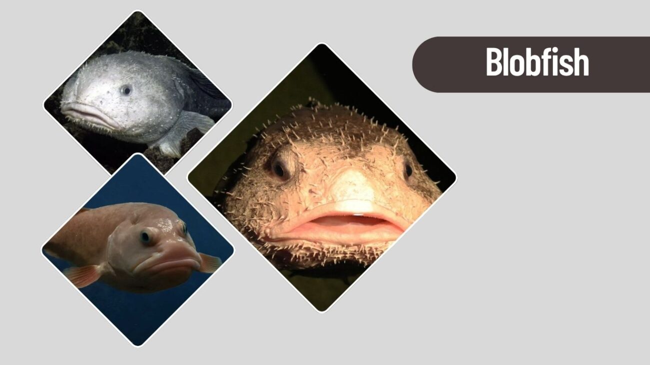 Blobfish – Deep Sea Symbol of Soft Adaptation