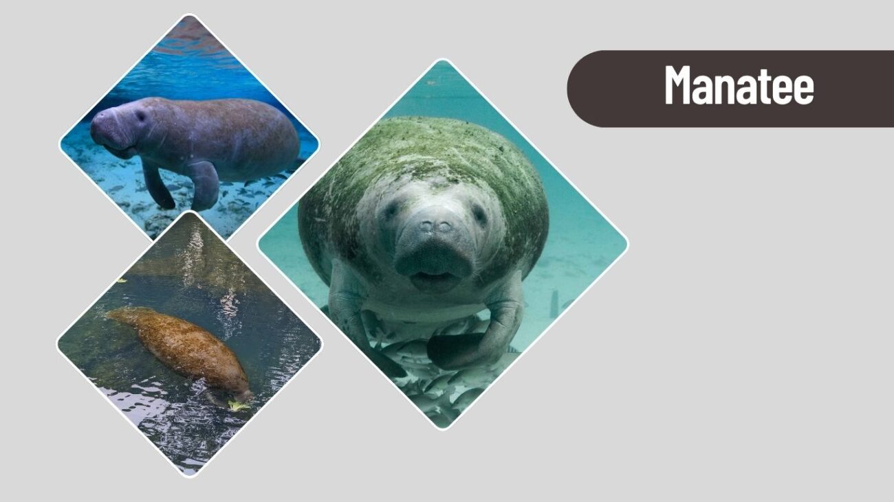 Manatee