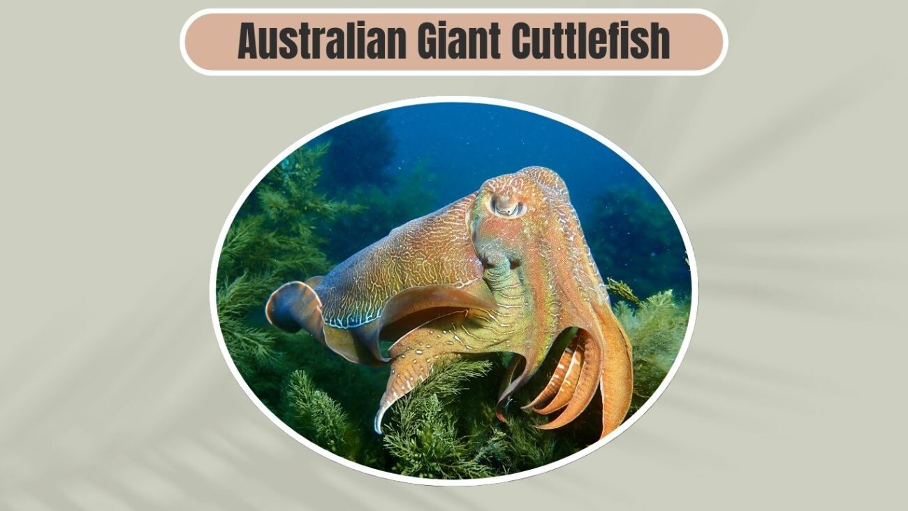 Australian Giant Cuttlefish