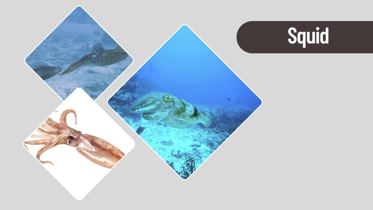 Squid – Fast-Moving Ocean Creature