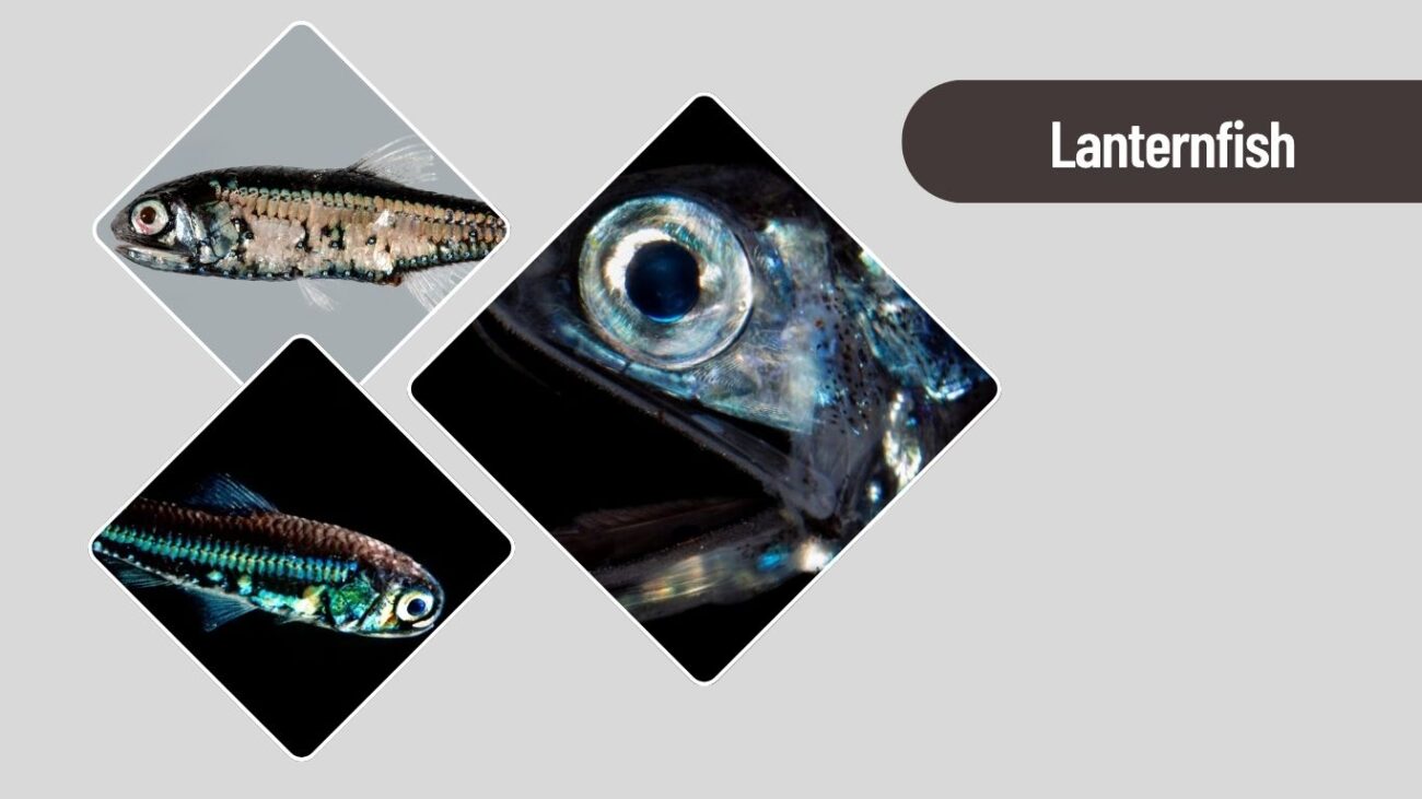 Lanternfish