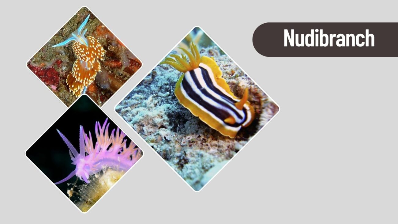 Nudibranch