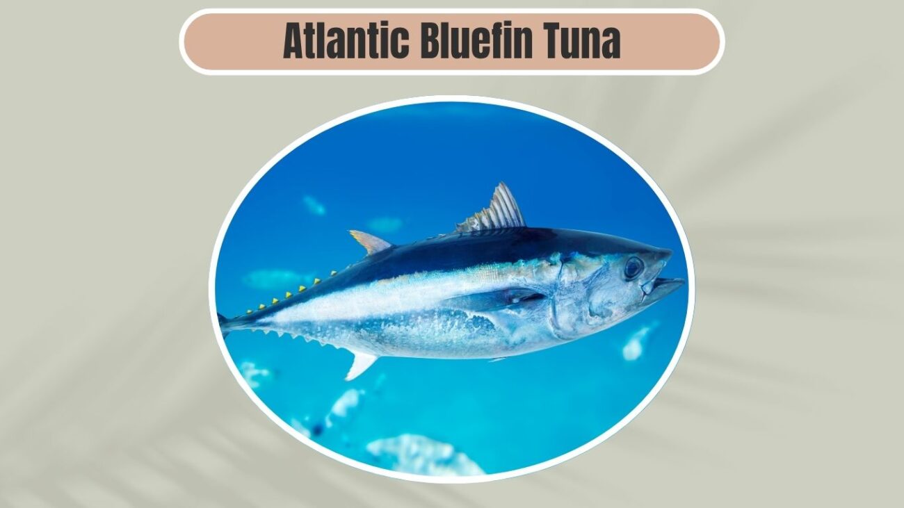 Atlantic Bluefin Tuna