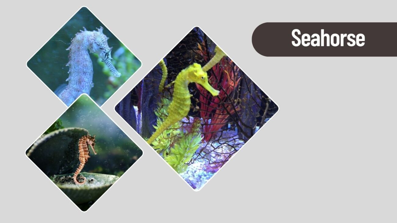 Seahorse
