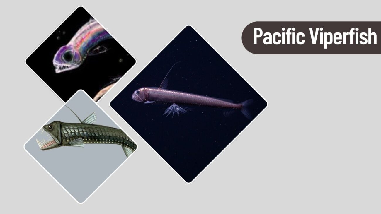 Pacific Viperfish
