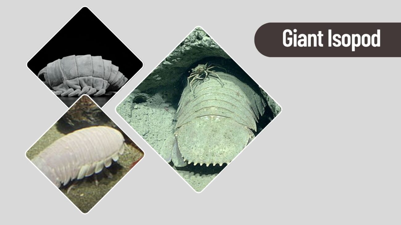 Giant Isopod