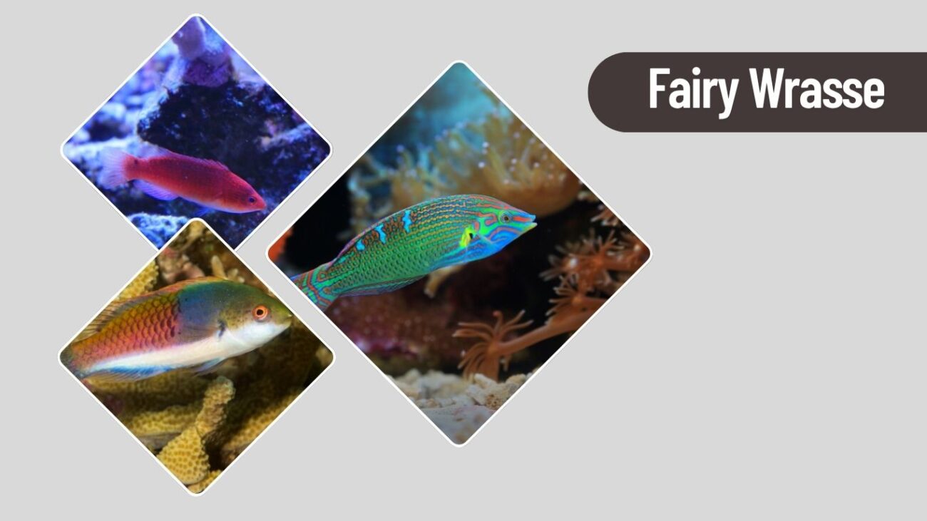 Fairy Wrasse